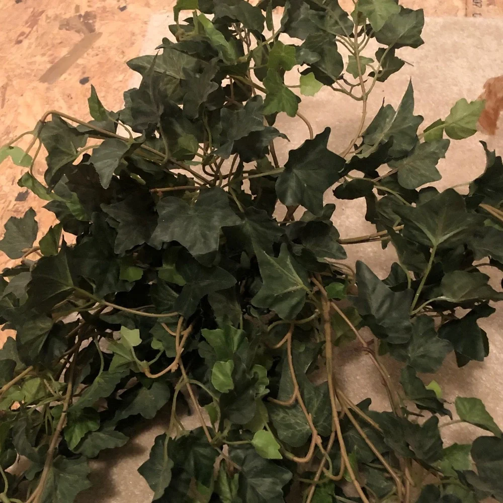 Training faux ivy